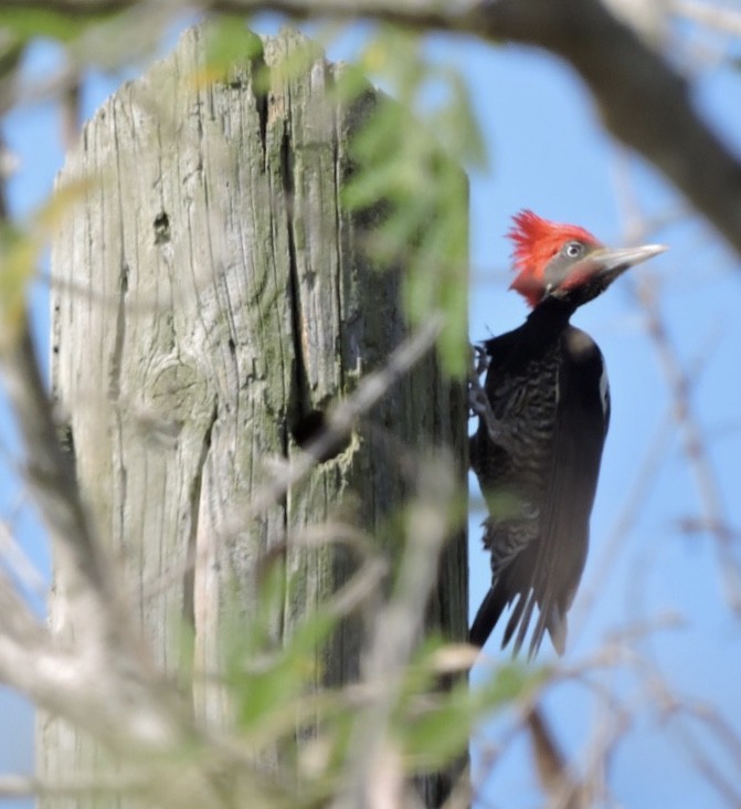 Lineated Woodpecker - ML92081861