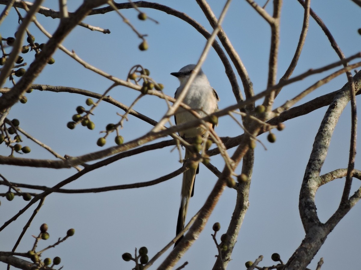 Scissor-tailed Flycatcher - ML92081991