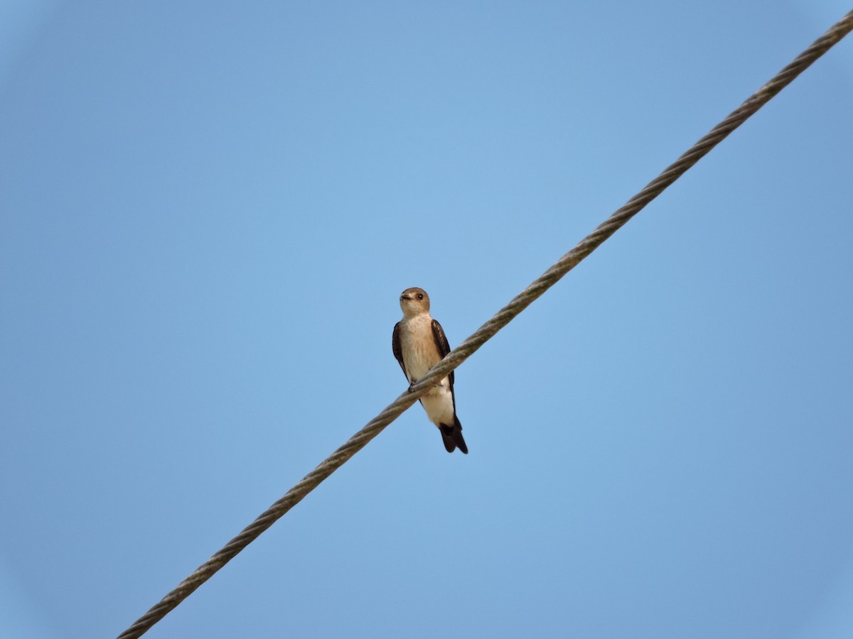 Northern Rough-winged Swallow (Ridgway's) - ML92082051