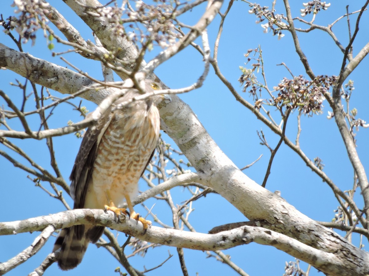 Roadside Hawk - ML92083041