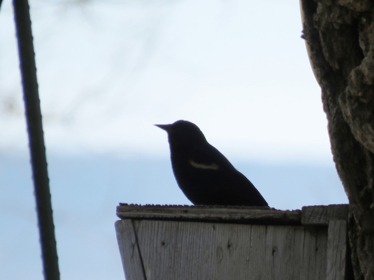 Tricolored Blackbird - ML92083311