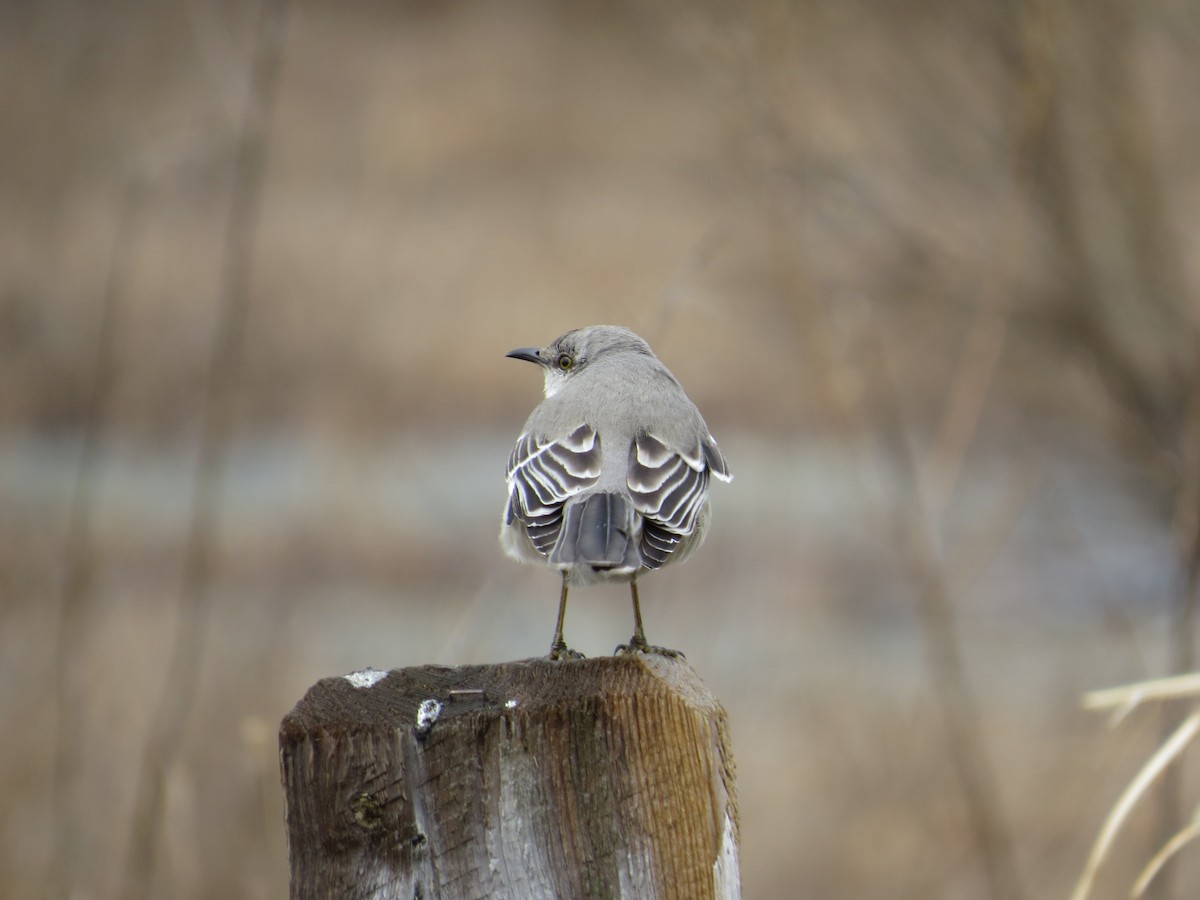 Northern Mockingbird - valerie heemstra