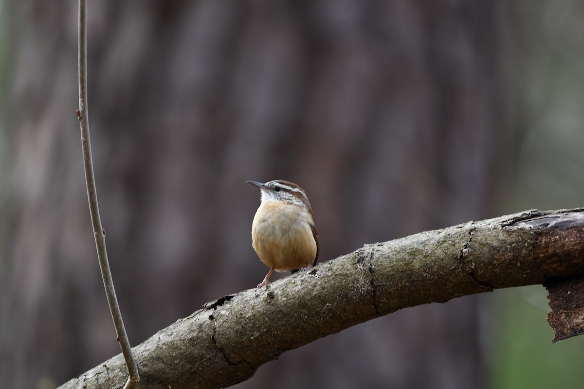 Carolina Wren - ML92085681