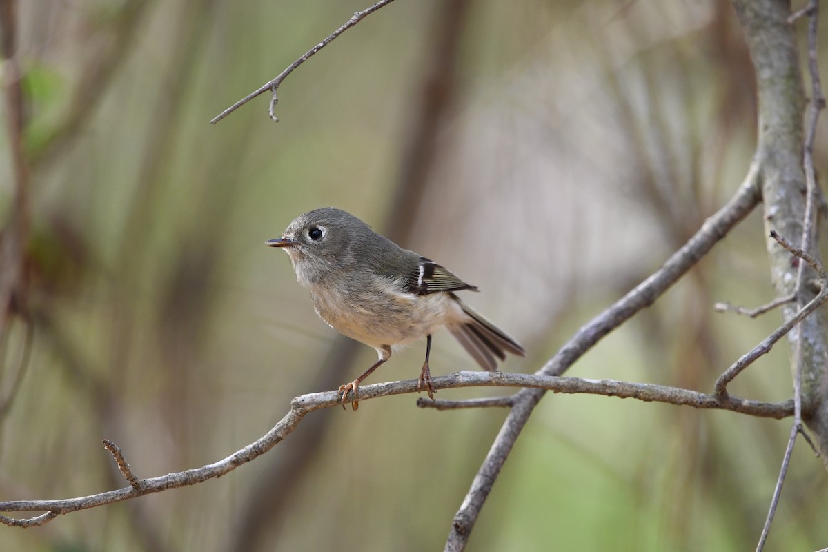 Ruby-crowned Kinglet - Alise Baer