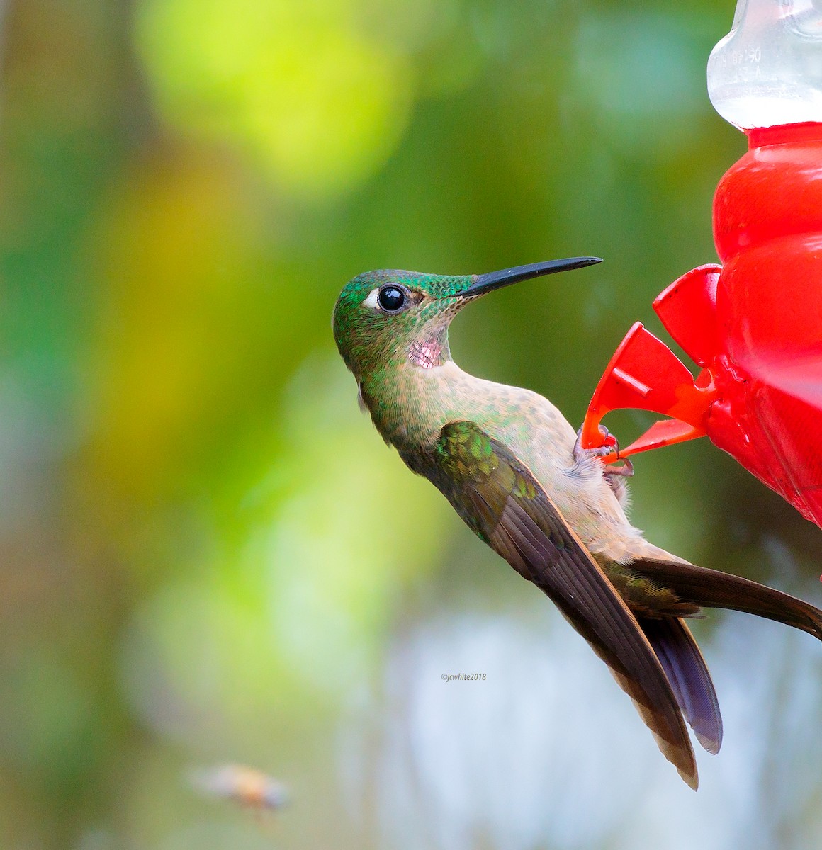 Fawn-breasted Brilliant - ML92087301