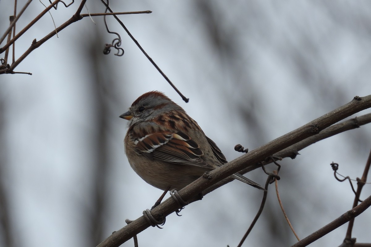 American Tree Sparrow - ML92087971