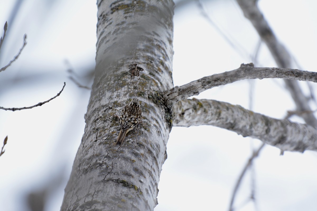 Brown Creeper - ML92091371