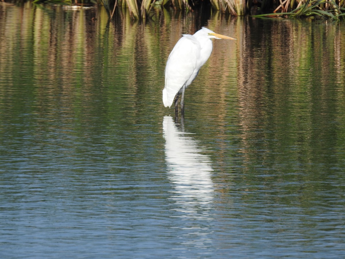 Great Egret - Carol Bailey