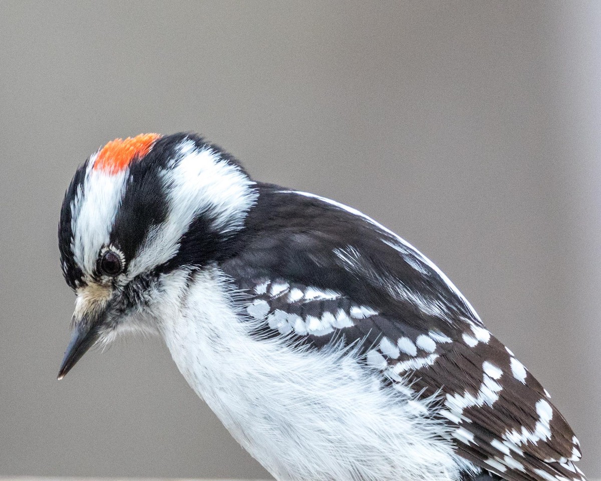 Downy Woodpecker (Eastern) - Michael Foster