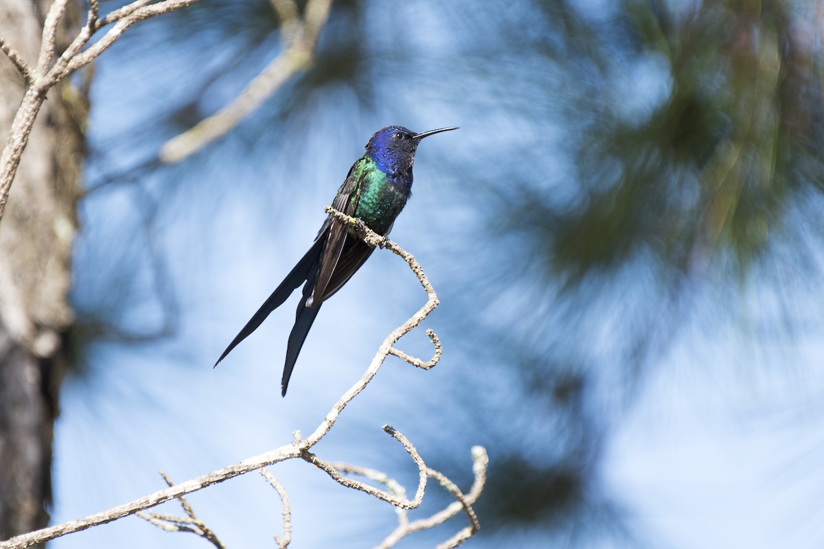 Swallow-tailed Hummingbird - Luiz Carlos Ramassotti