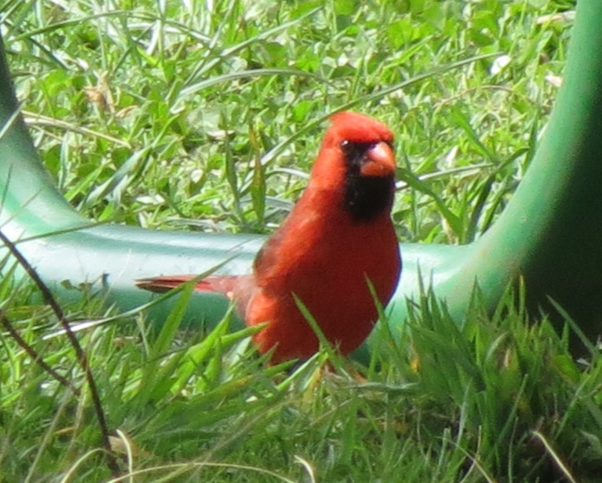 Cardinal rouge - ML92093951