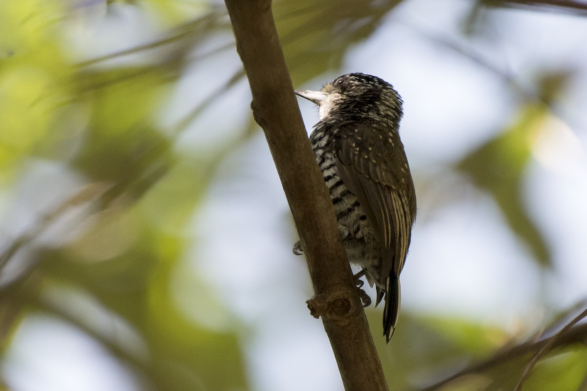 new world piculet sp. - Luiz Carlos Ramassotti