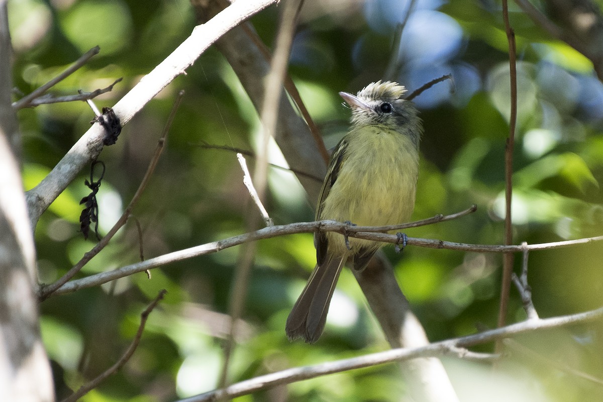 Yellow-olive Flatbill - ML92095031