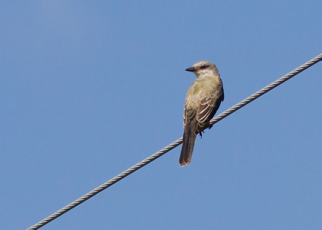 Western Kingbird - ML92095551