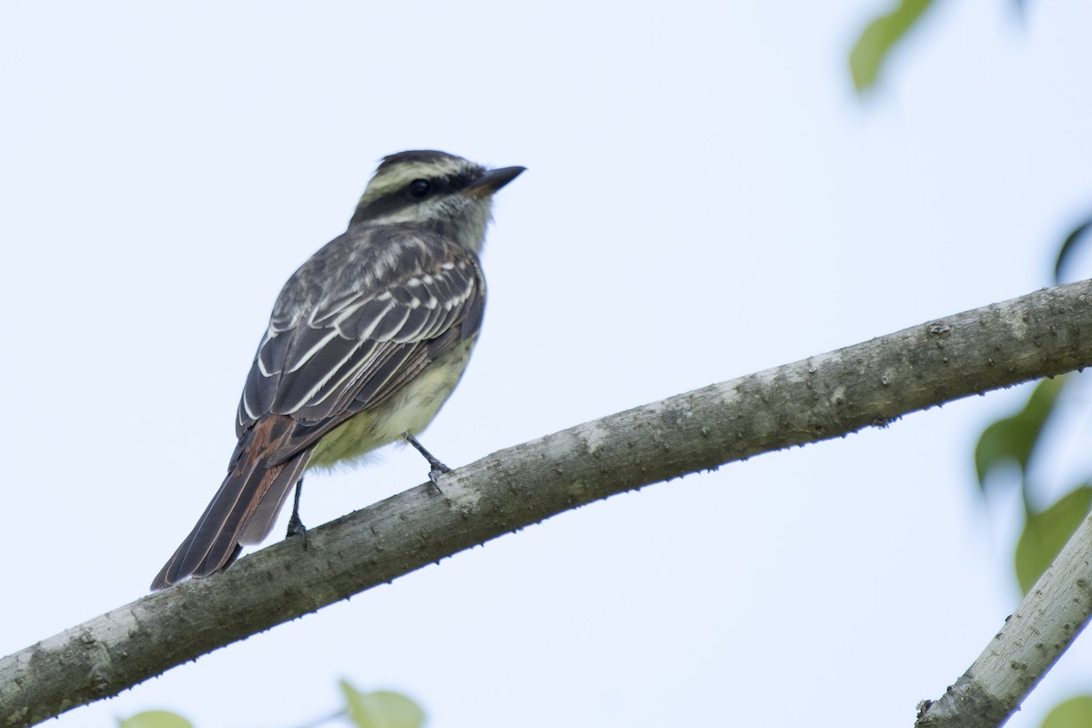 Variegated Flycatcher - Luiz Carlos Ramassotti