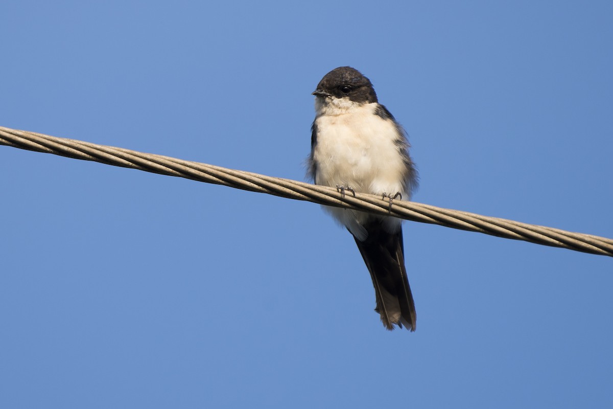 Blue-and-white Swallow - Luiz Carlos Ramassotti