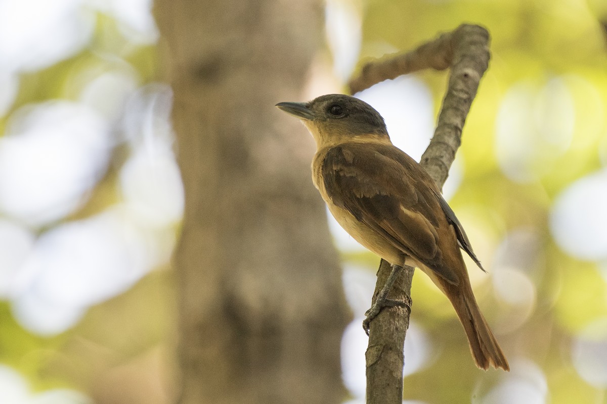 Crested Becard - Luiz Carlos Ramassotti