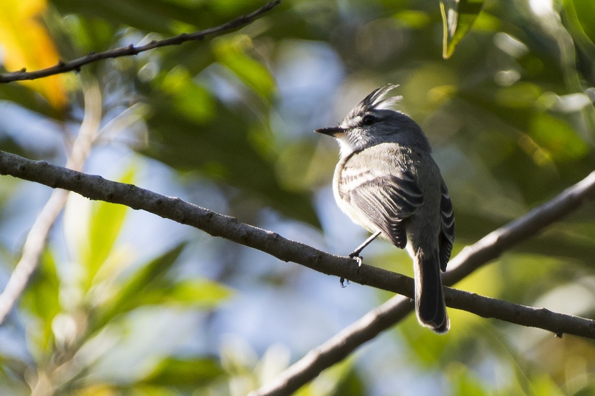 White-crested Tyrannulet (Sulphur-bellied) - ML92097021