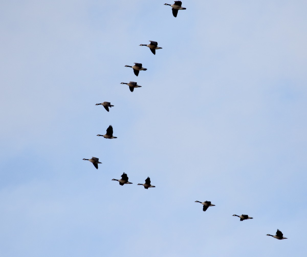 Canada Goose - Jay McGowan