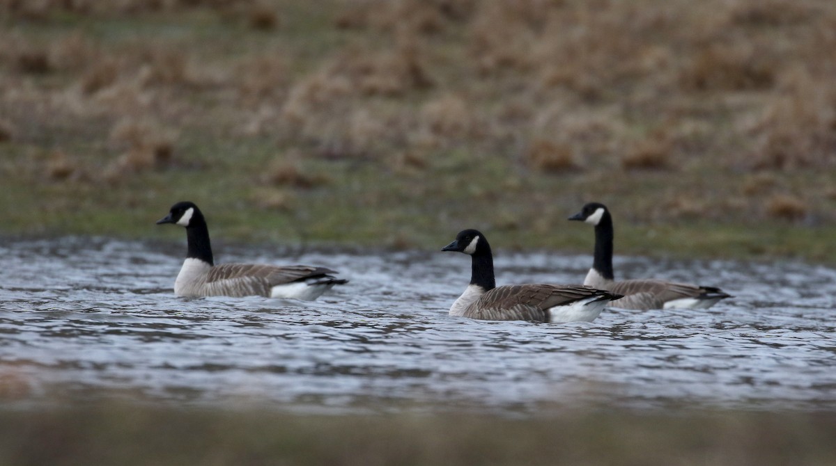 Canada Goose - ML92098441