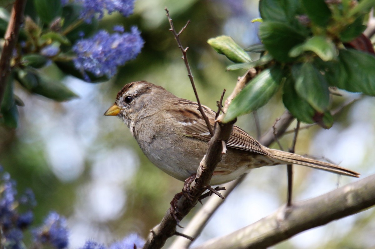 White-crowned Sparrow - ML92098911