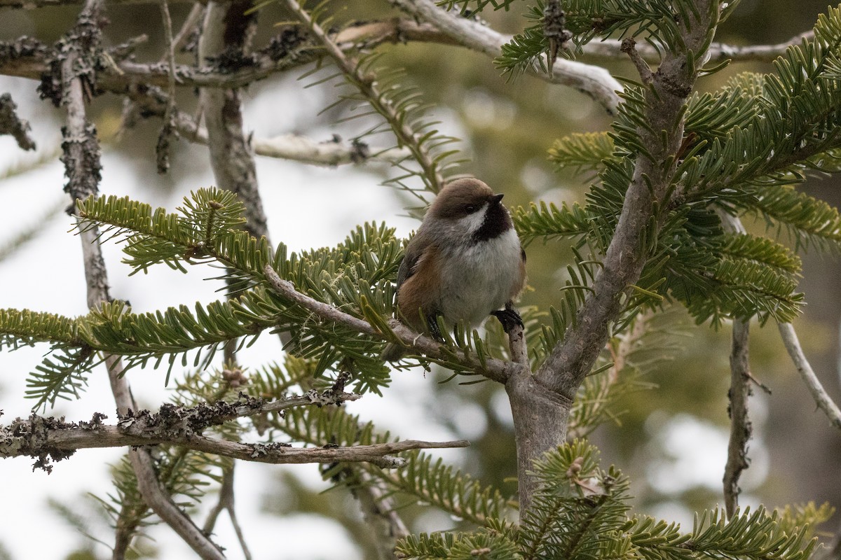 Boreal Chickadee - ML92099051