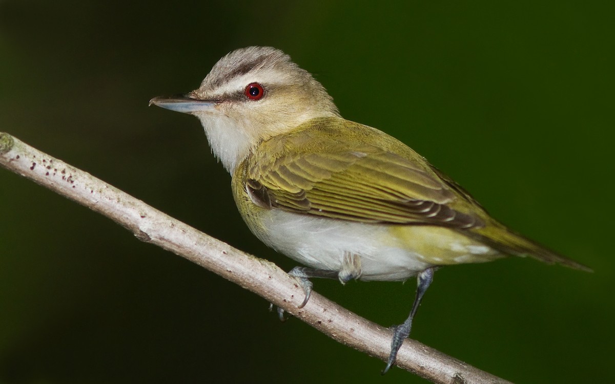 Red-eyed Vireo - ML92099871