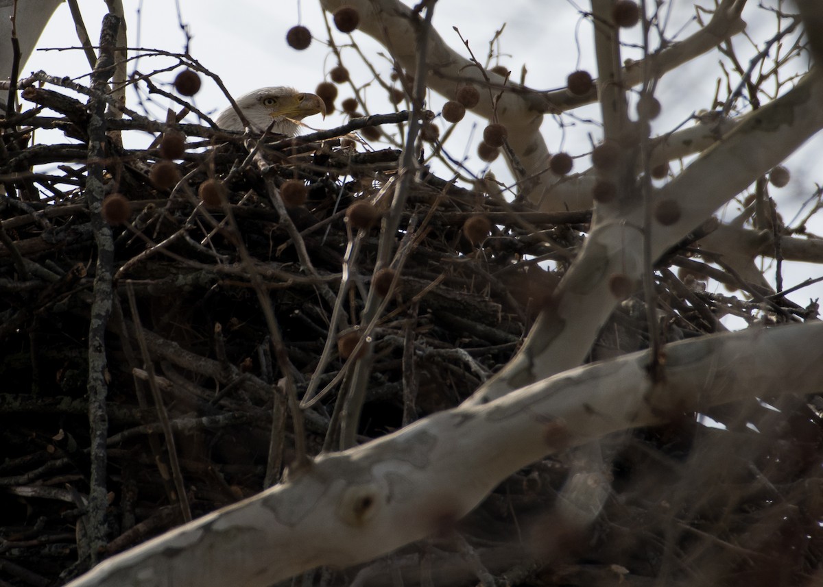 Bald Eagle - ML92100461