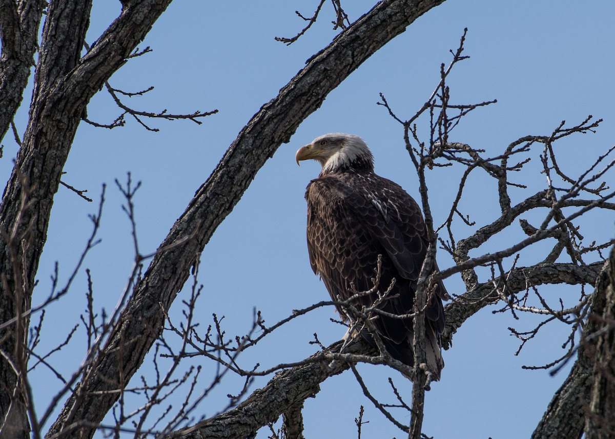 Bald Eagle - ML92100481