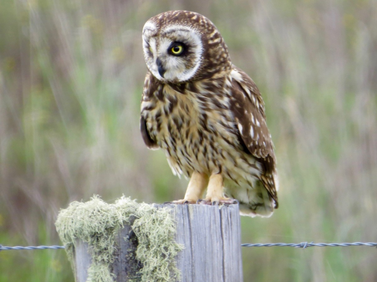 Short-eared Owl (Hawaiian) - Bill Lisowsky