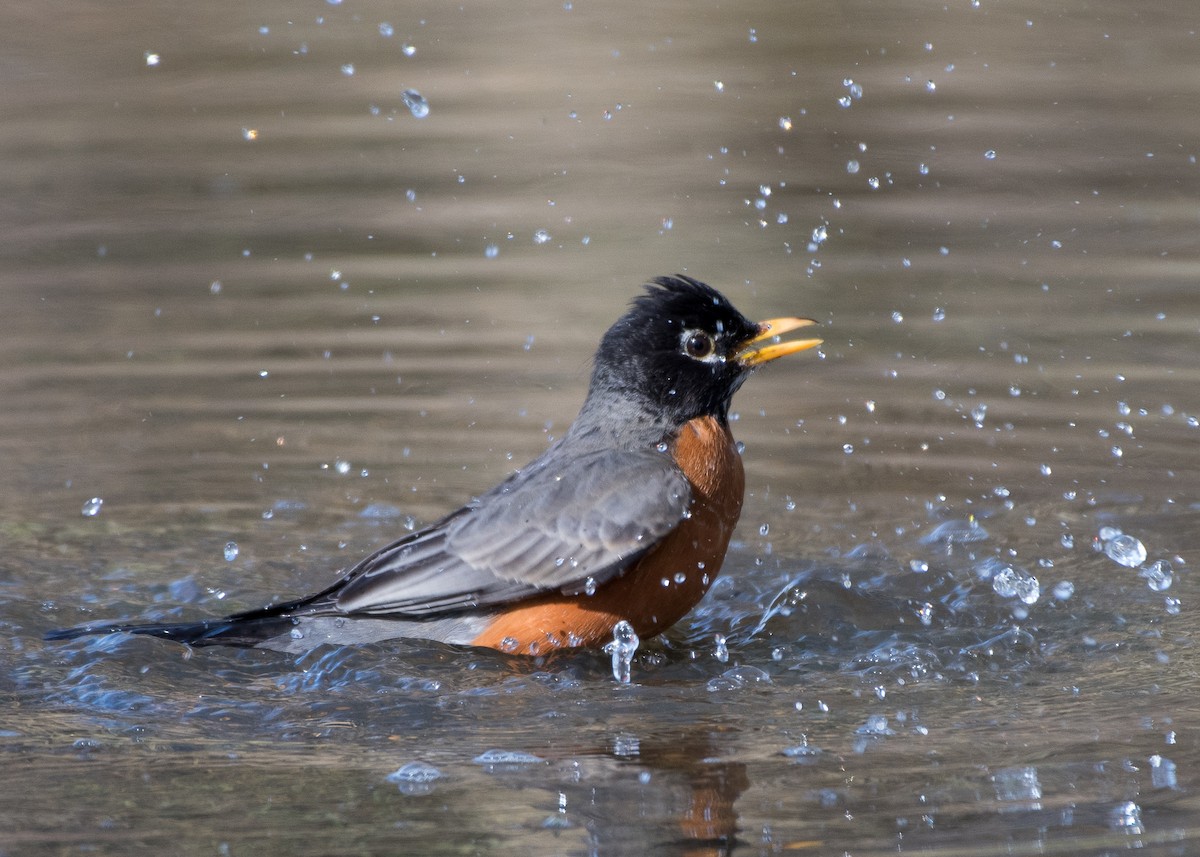 American Robin - ML92100781