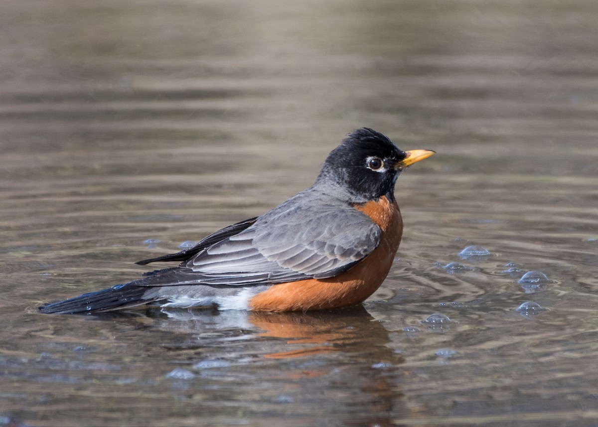 American Robin - ML92100791