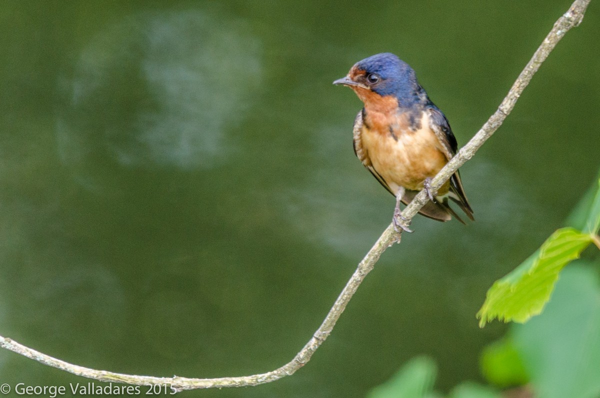 Barn Swallow - ML92101051