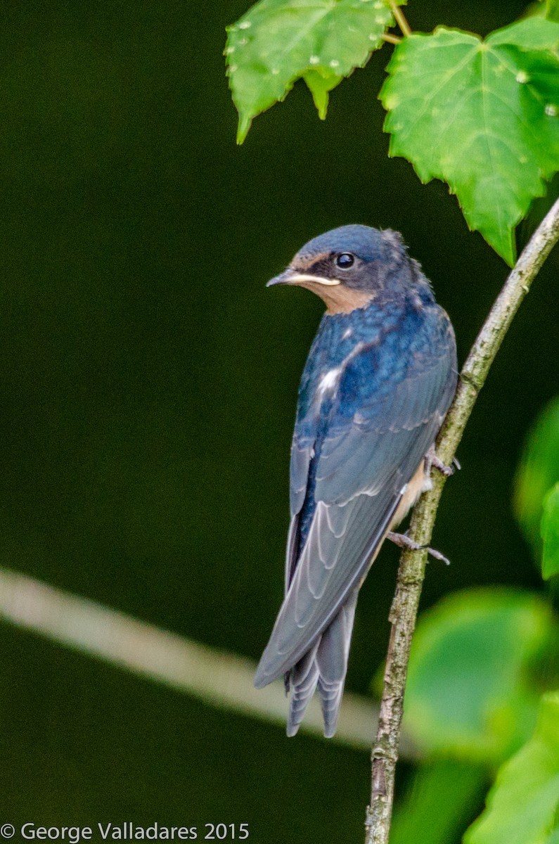 Barn Swallow - ML92101111