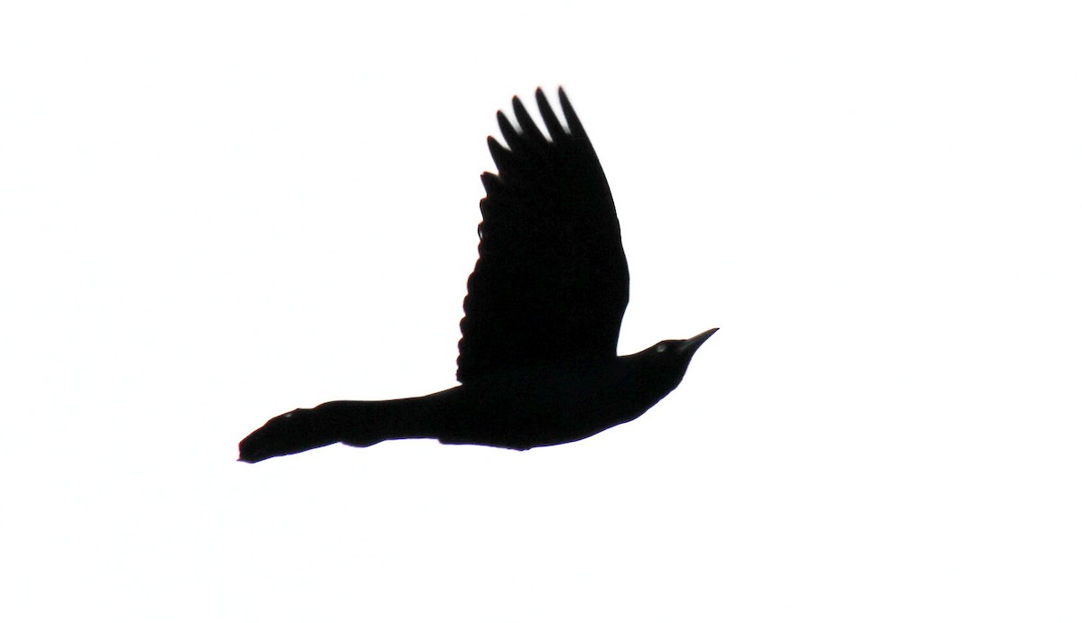 blackbird sp. - ML92101271