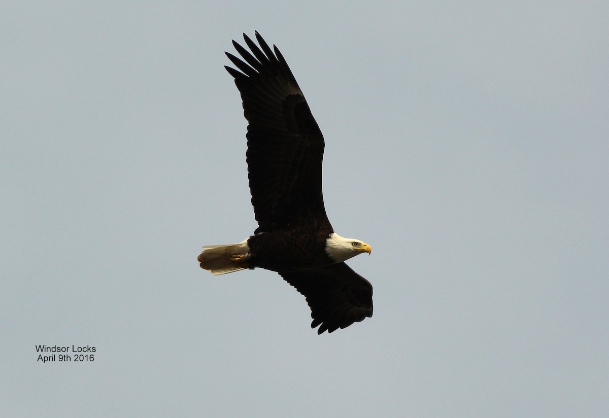 Bald Eagle - Rocky Rhoads