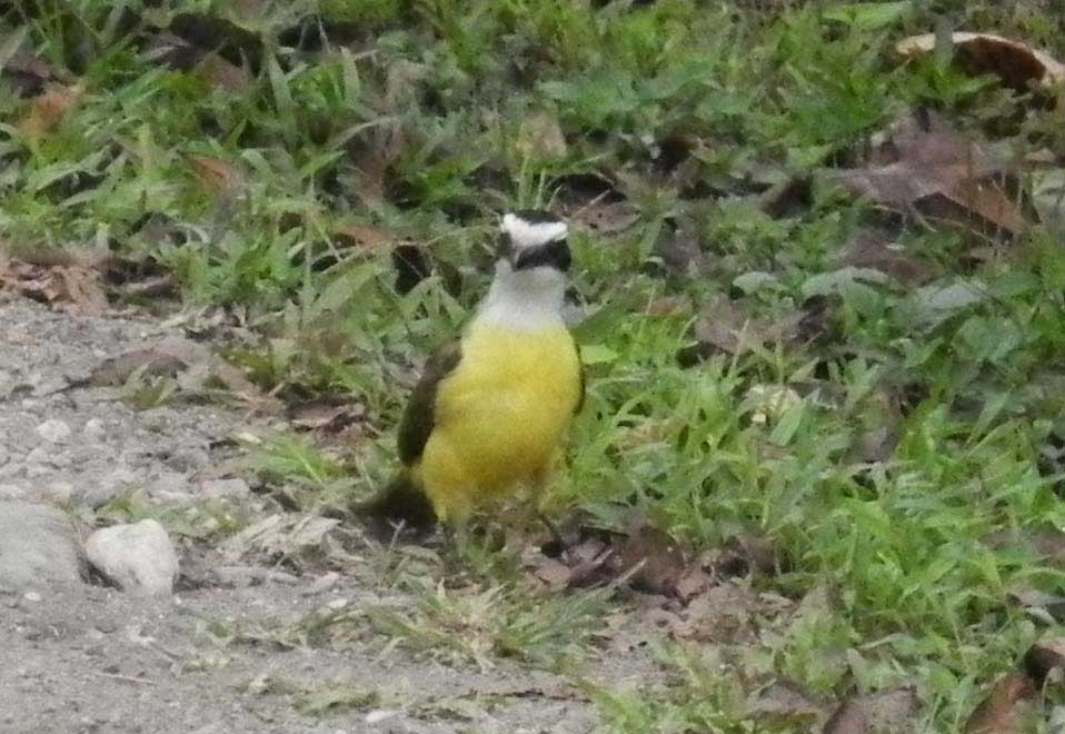 Great Kiskadee - ML92101611