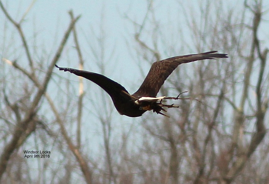 Bald Eagle - Rocky Rhoads