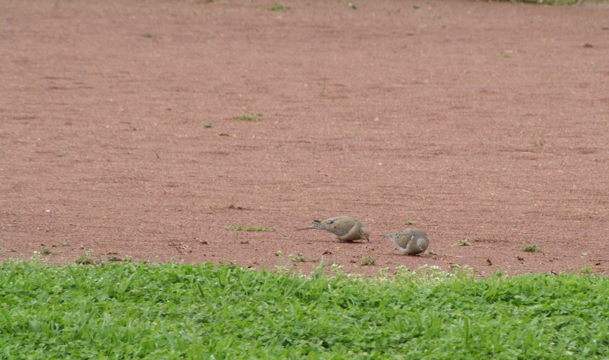 Mourning Dove - ML92102671