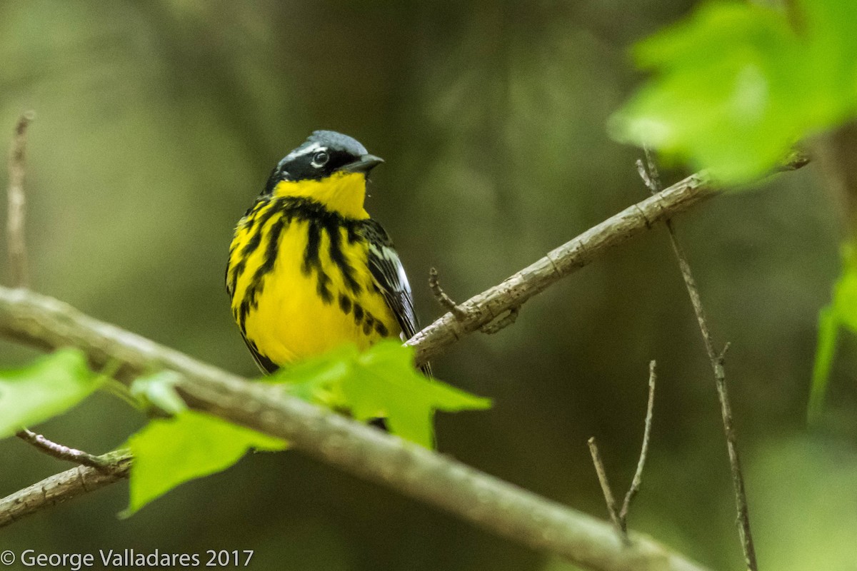 Magnolia Warbler - ML92103241