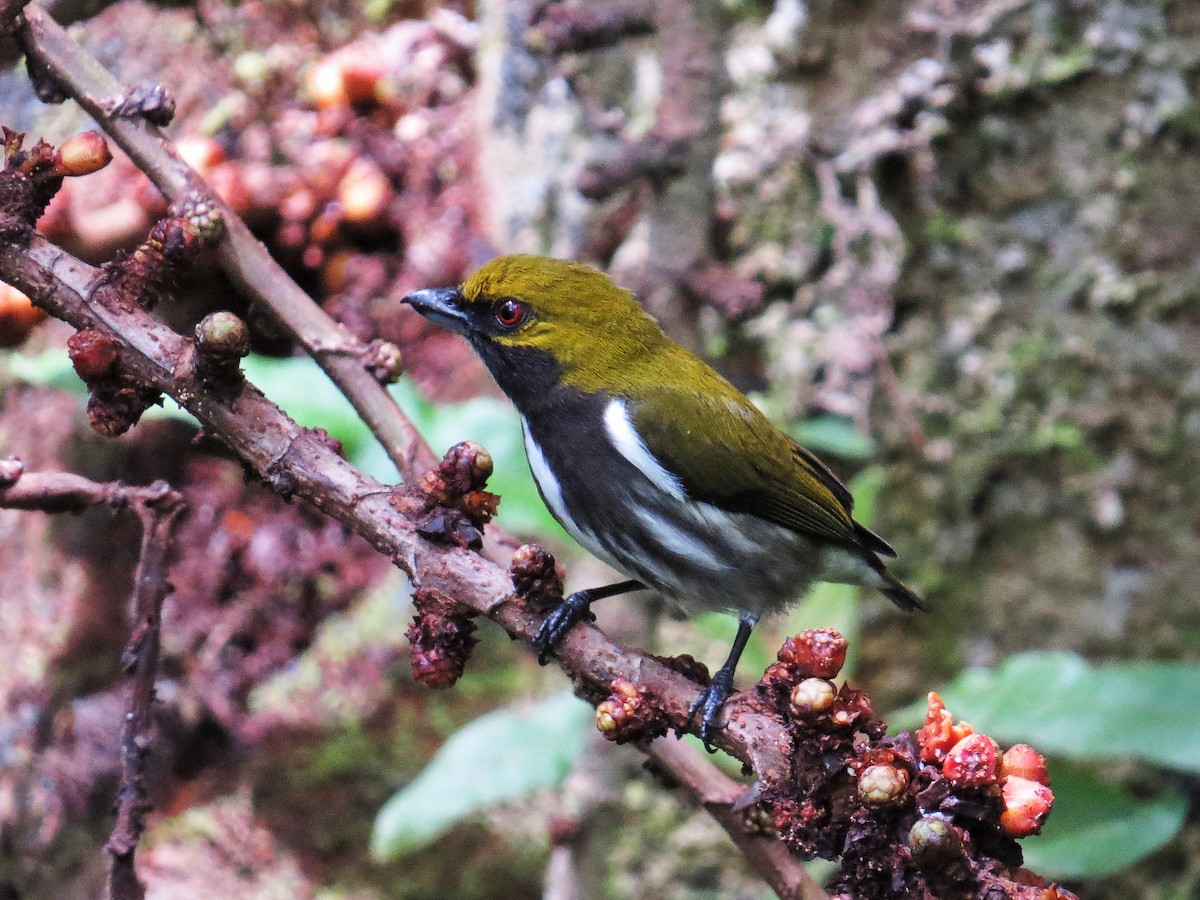 Olive-backed Flowerpecker - ML92103451