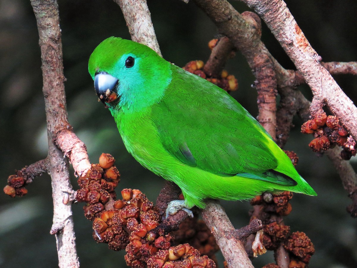 Guaiabero - George Inocencio