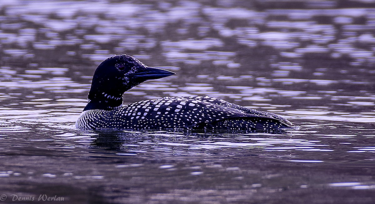 Common Loon - ML92103921