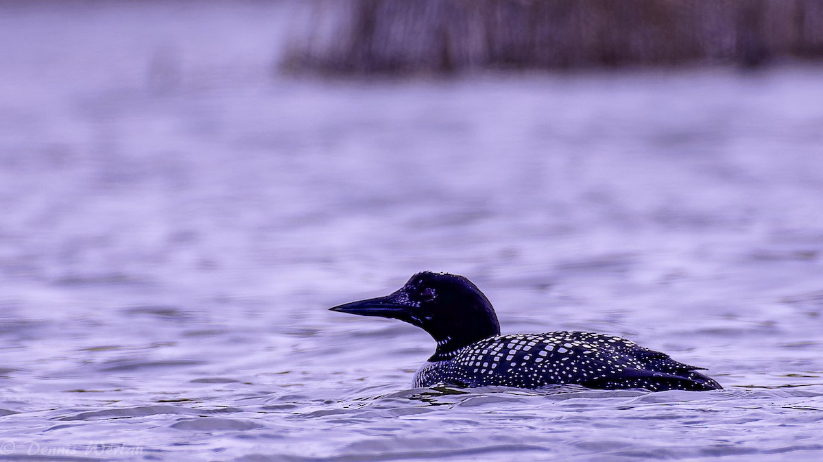 Common Loon - ML92104001