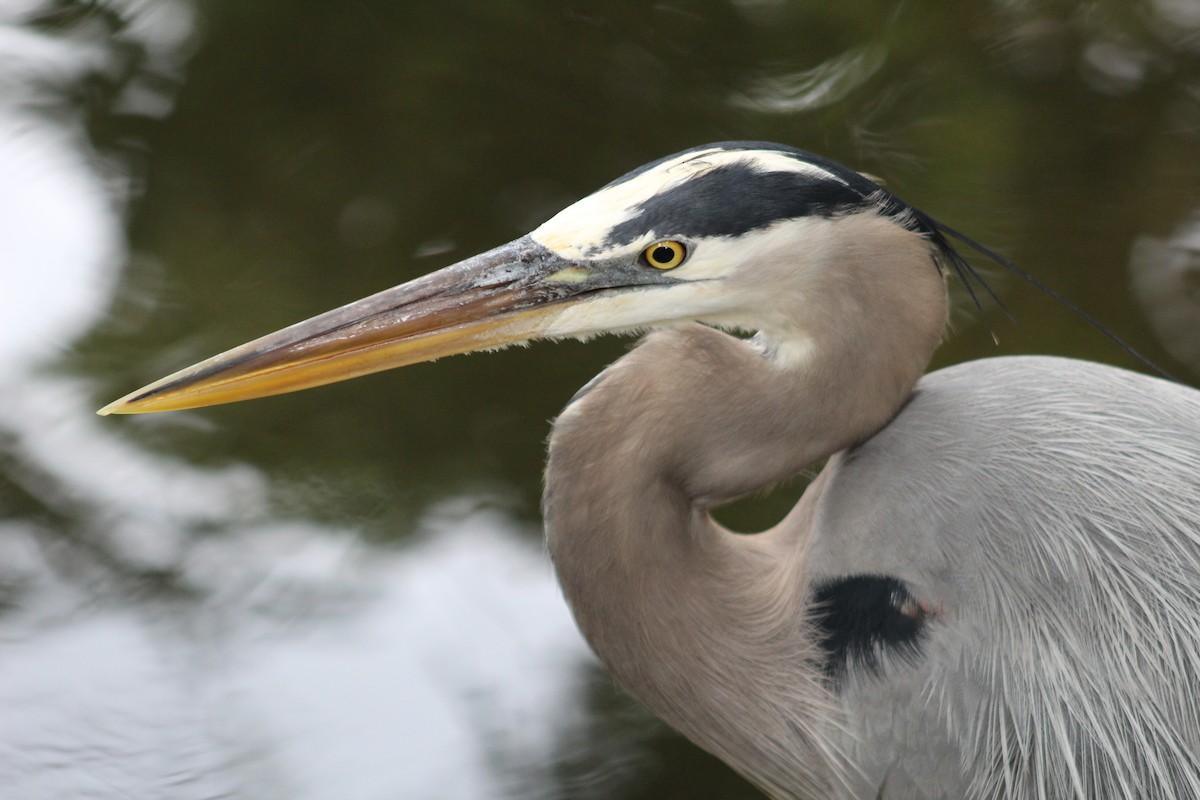 Great Blue Heron (Great Blue) - ML92104661