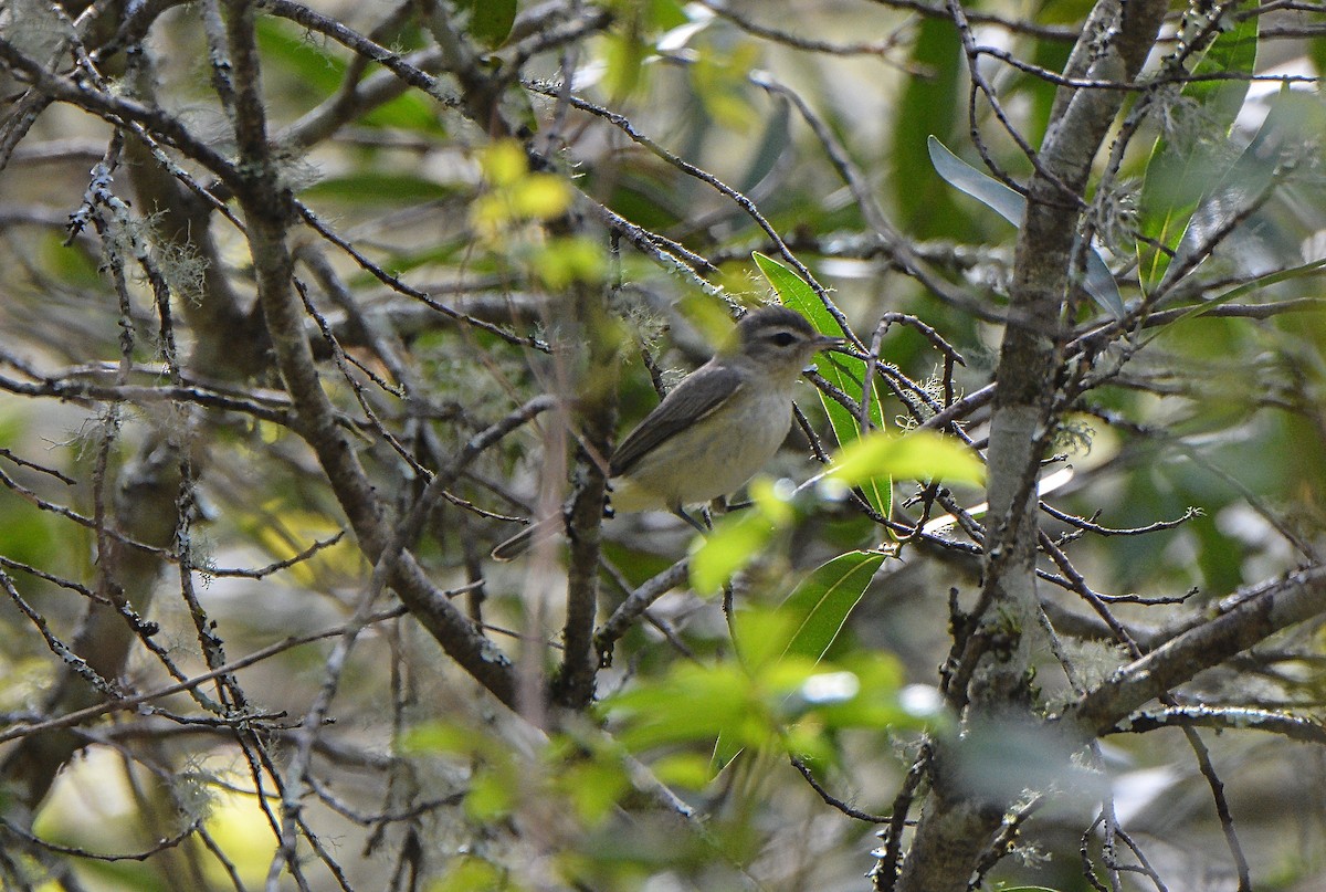 Warbling Vireo - Douglas Hall