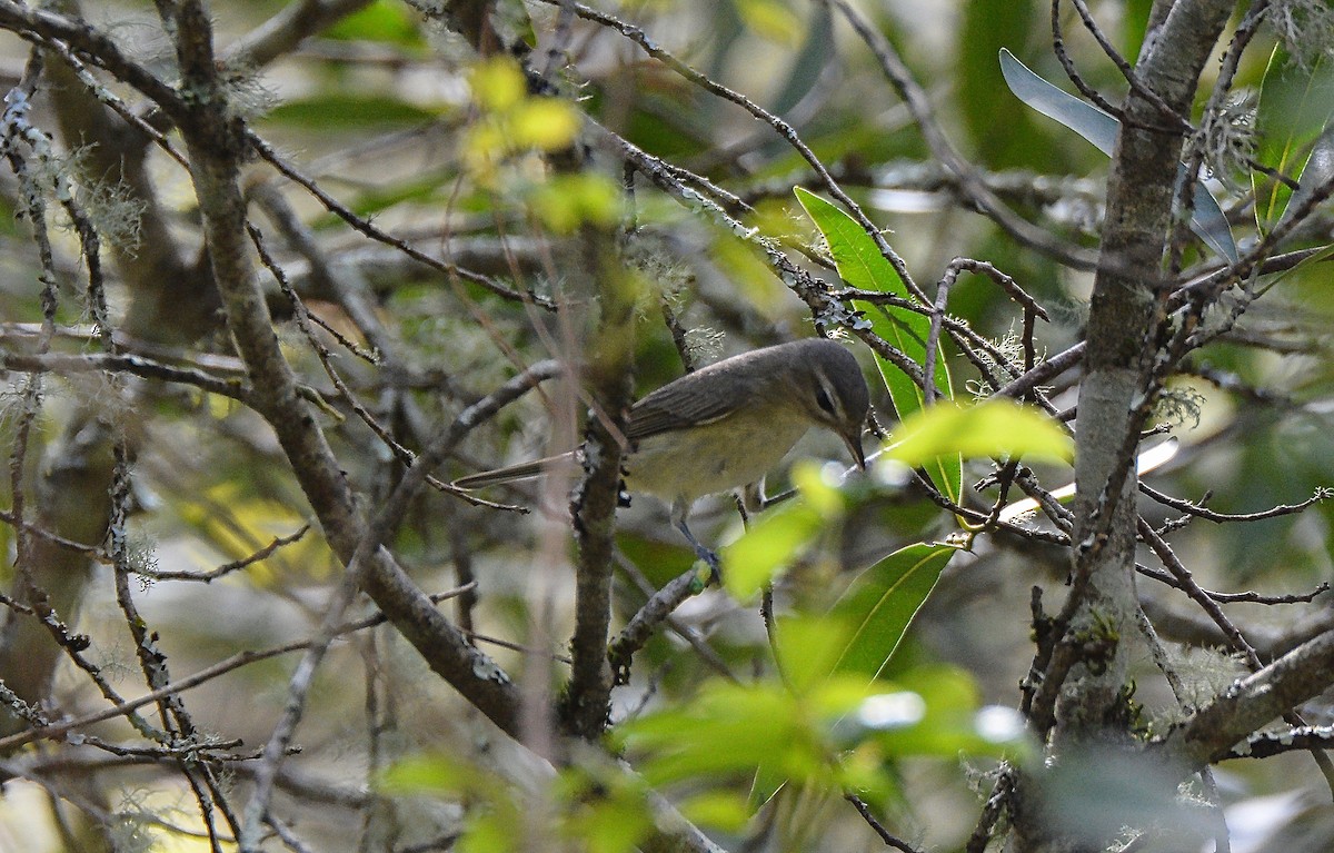 Warbling Vireo - Douglas Hall