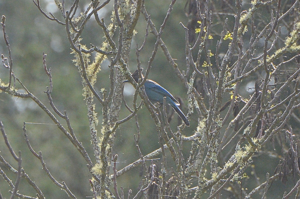 Steller's Jay - Douglas Hall