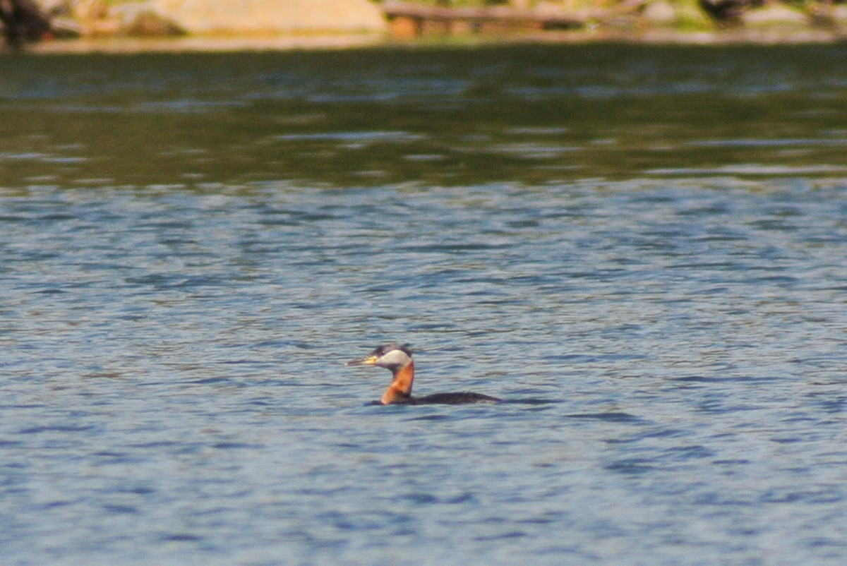 Red-necked Grebe - ML92105351
