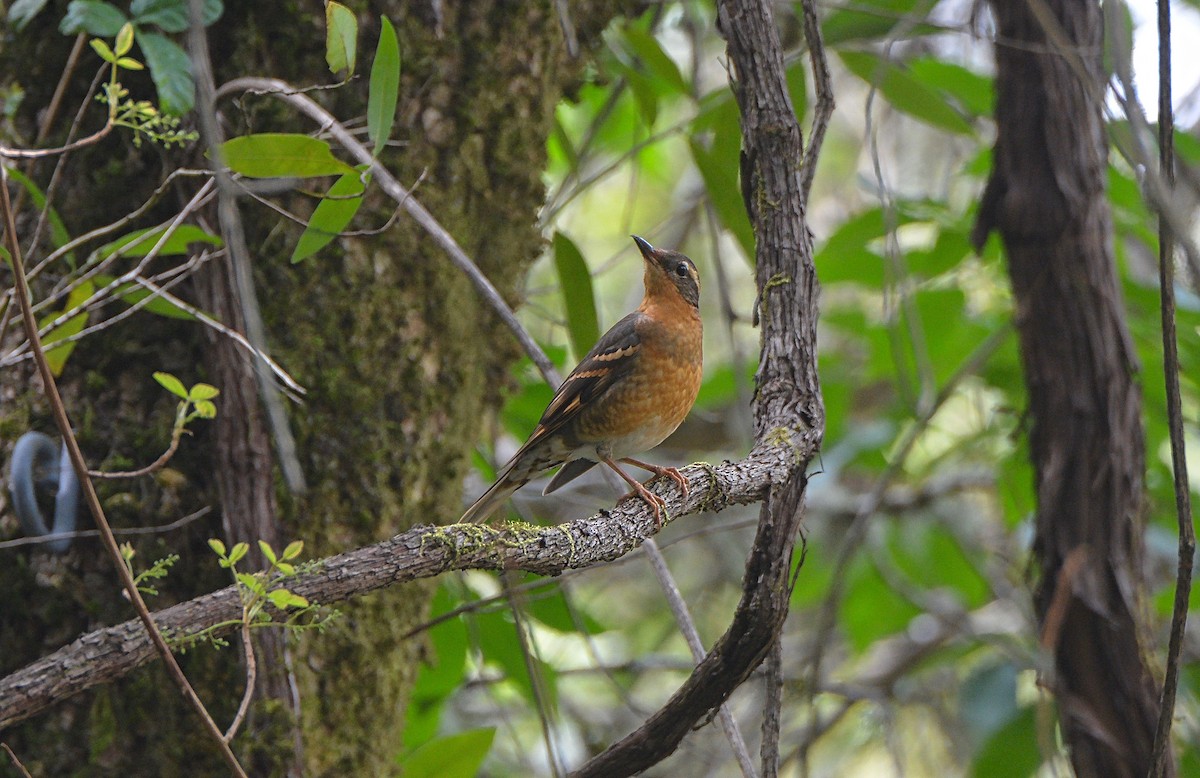 Varied Thrush - Douglas Hall